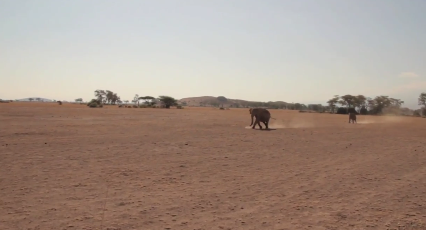 VideoExtra, Kenya, Elefant